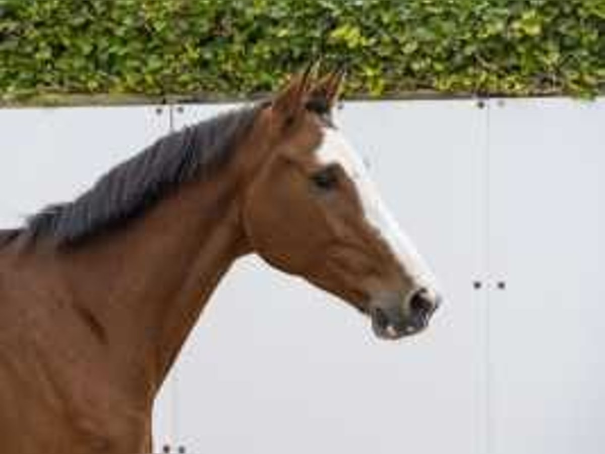 Holsteiner Wallach 4 Jahre 168 cm Schwarzbrauner in Waddinxveen