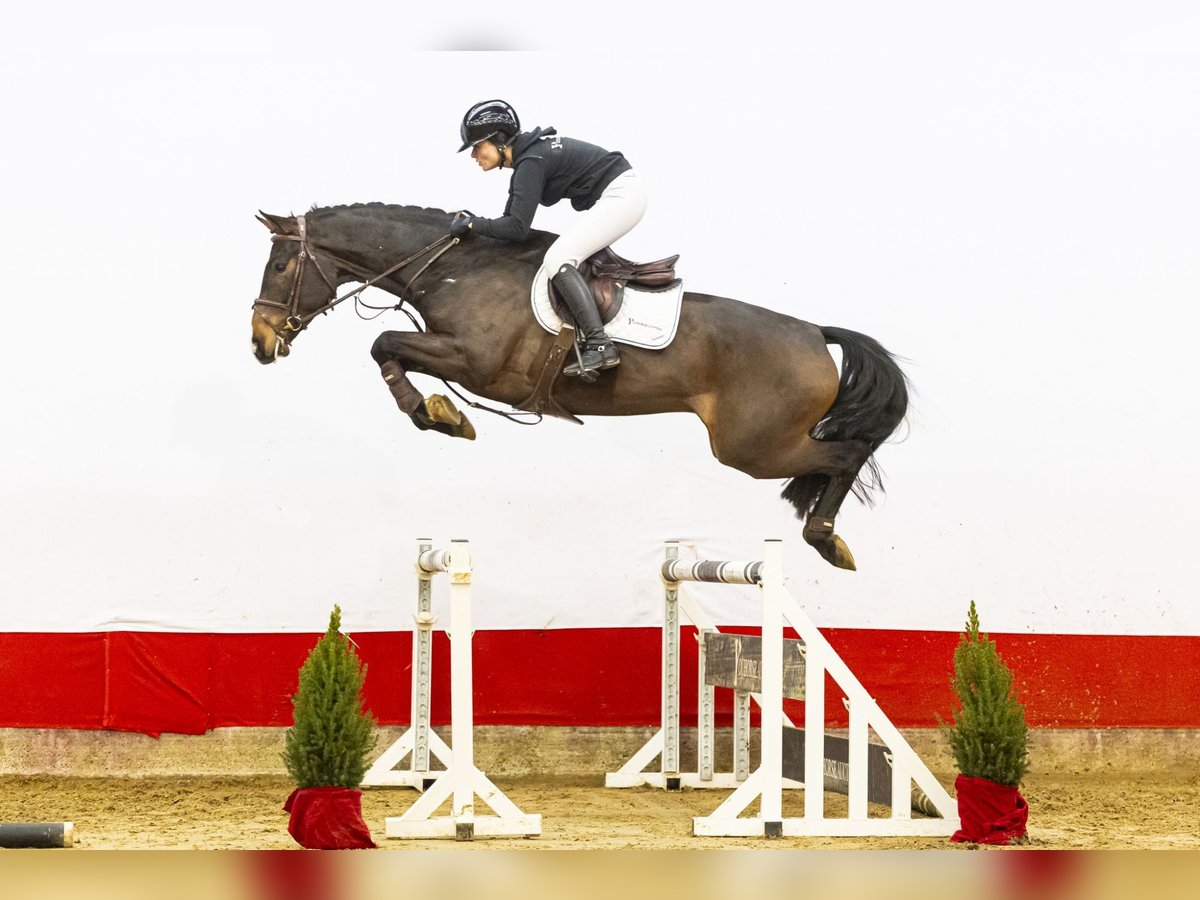 Holsteiner Wallach 4 Jahre 169 cm Brauner in Waddinxveen