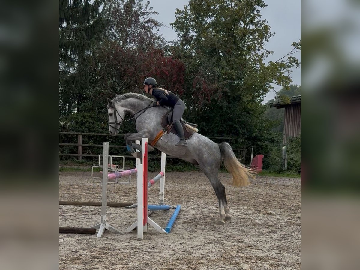 Holsteiner Wallach 4 Jahre 169 cm Schimmel in Bad Homburg vor der H&#xF6;he