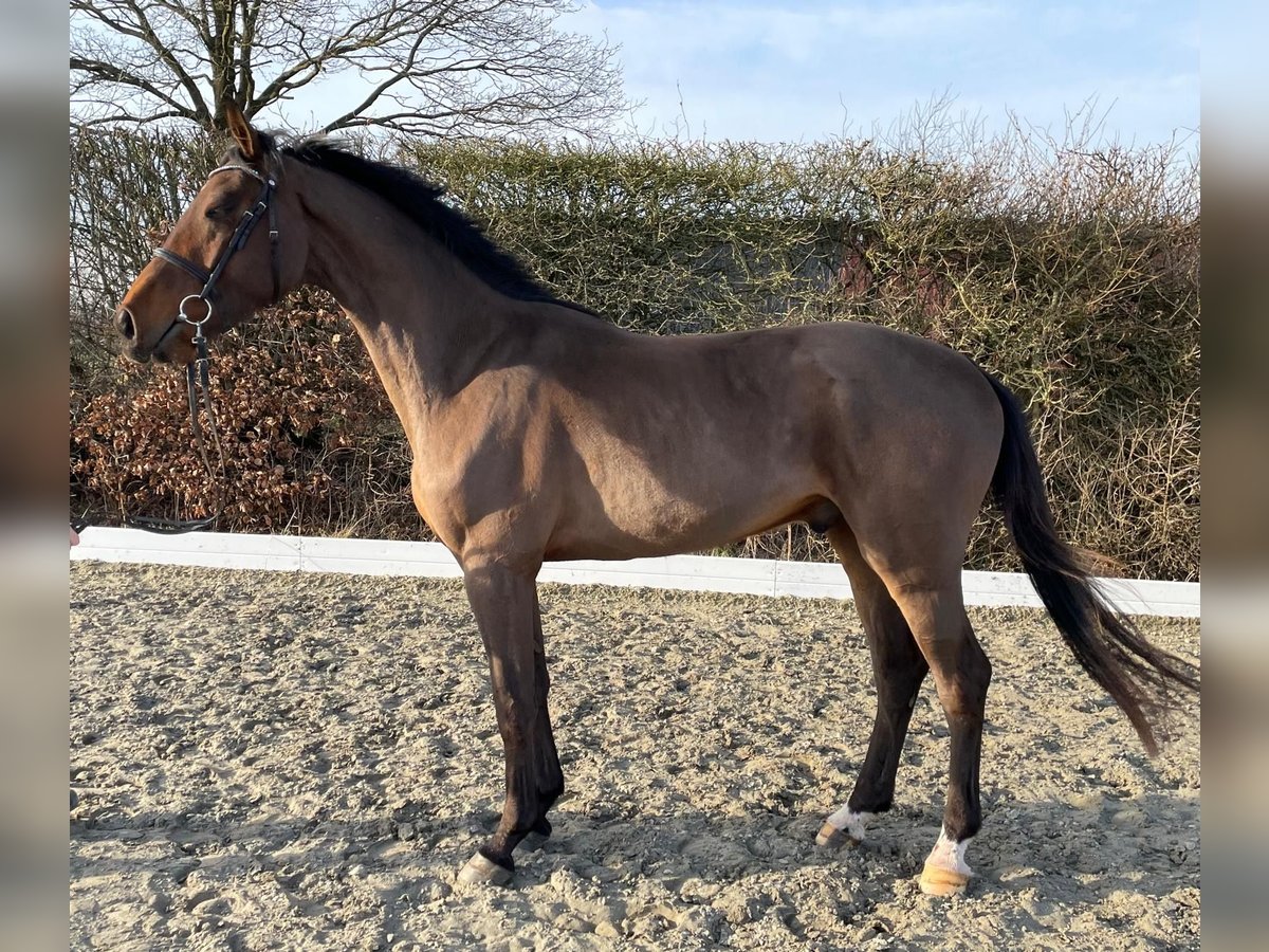 Holsteiner Wallach 4 Jahre 170 cm Brauner in Immenstedt