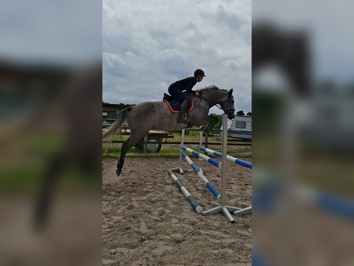 Holsteiner Wallach 4 Jahre 172 cm Schimmel in Bremen