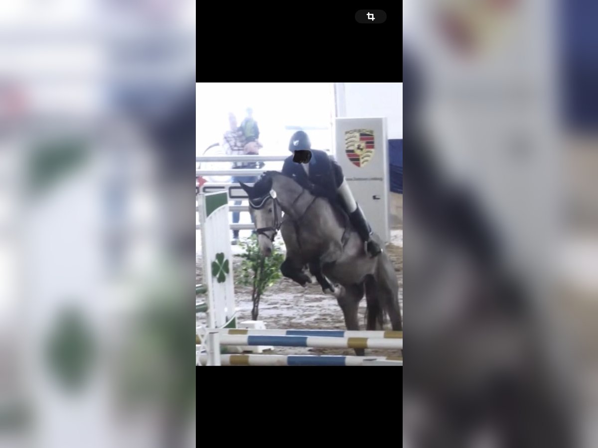 Holsteiner Wallach 4 Jahre 172 cm Schimmel in Bischofsheim