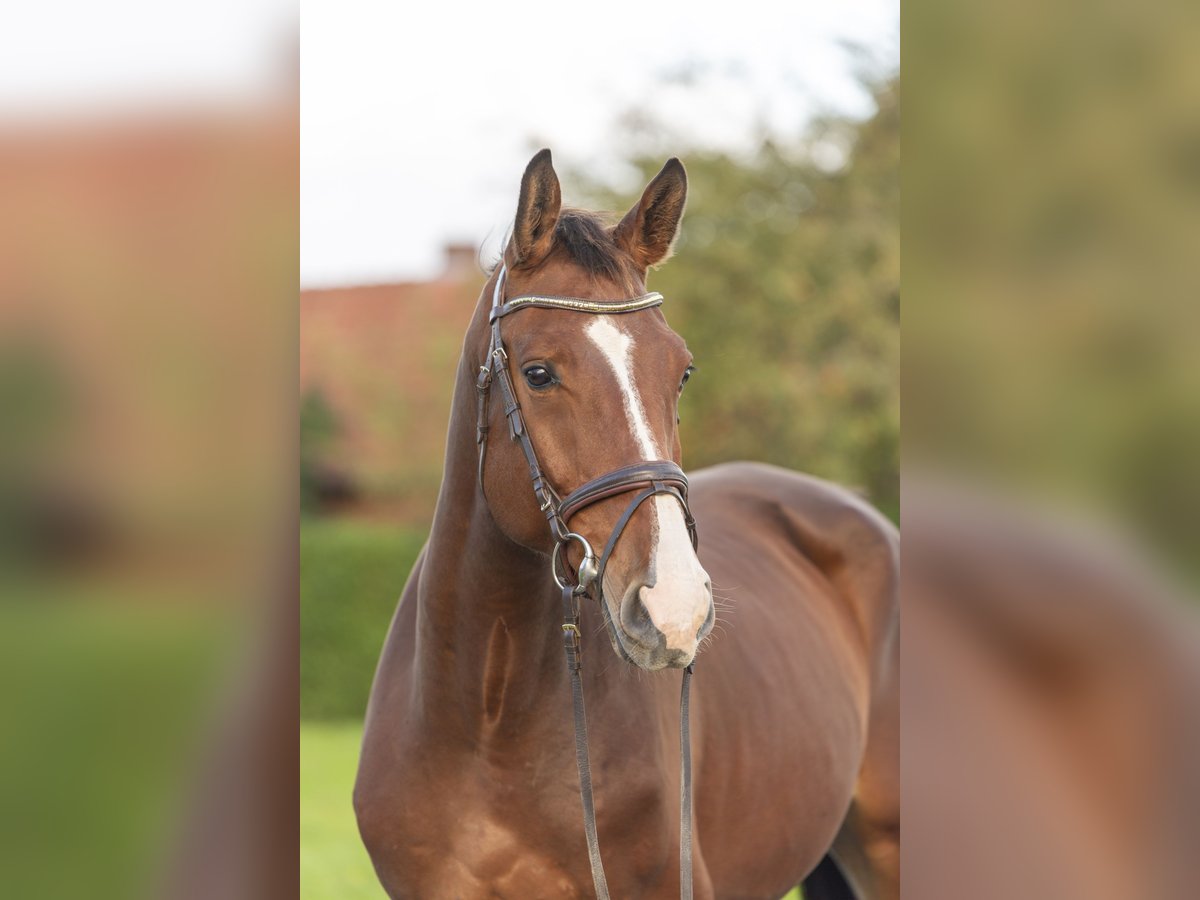 Holsteiner Wallach 4 Jahre 175 cm Brauner in Bad Bentheim