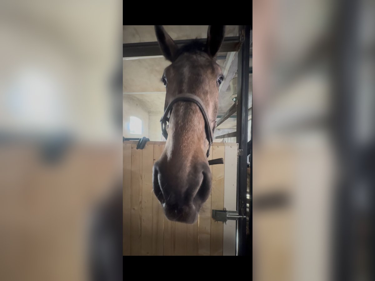 Holsteiner Wallach 4 Jahre 181 cm Kann Schimmel werden in Kitzscher