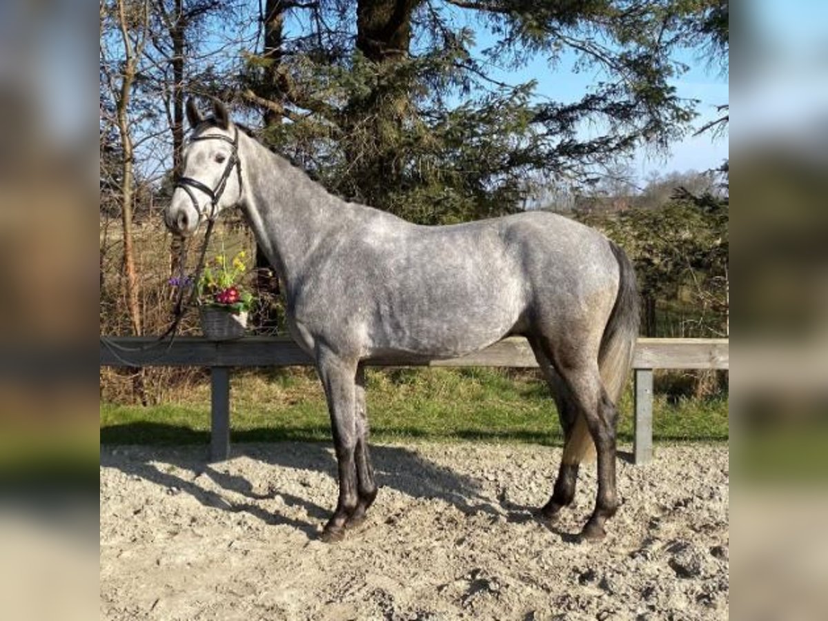 Holsteiner Wallach 5 Jahre 161 cm Schimmel in S&#xFC;derl&#xFC;gum