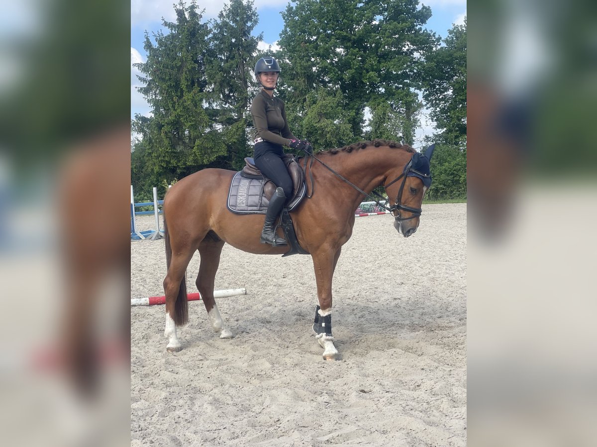 Holsteiner Wallach 5 Jahre 163 cm Fuchs in Bönen