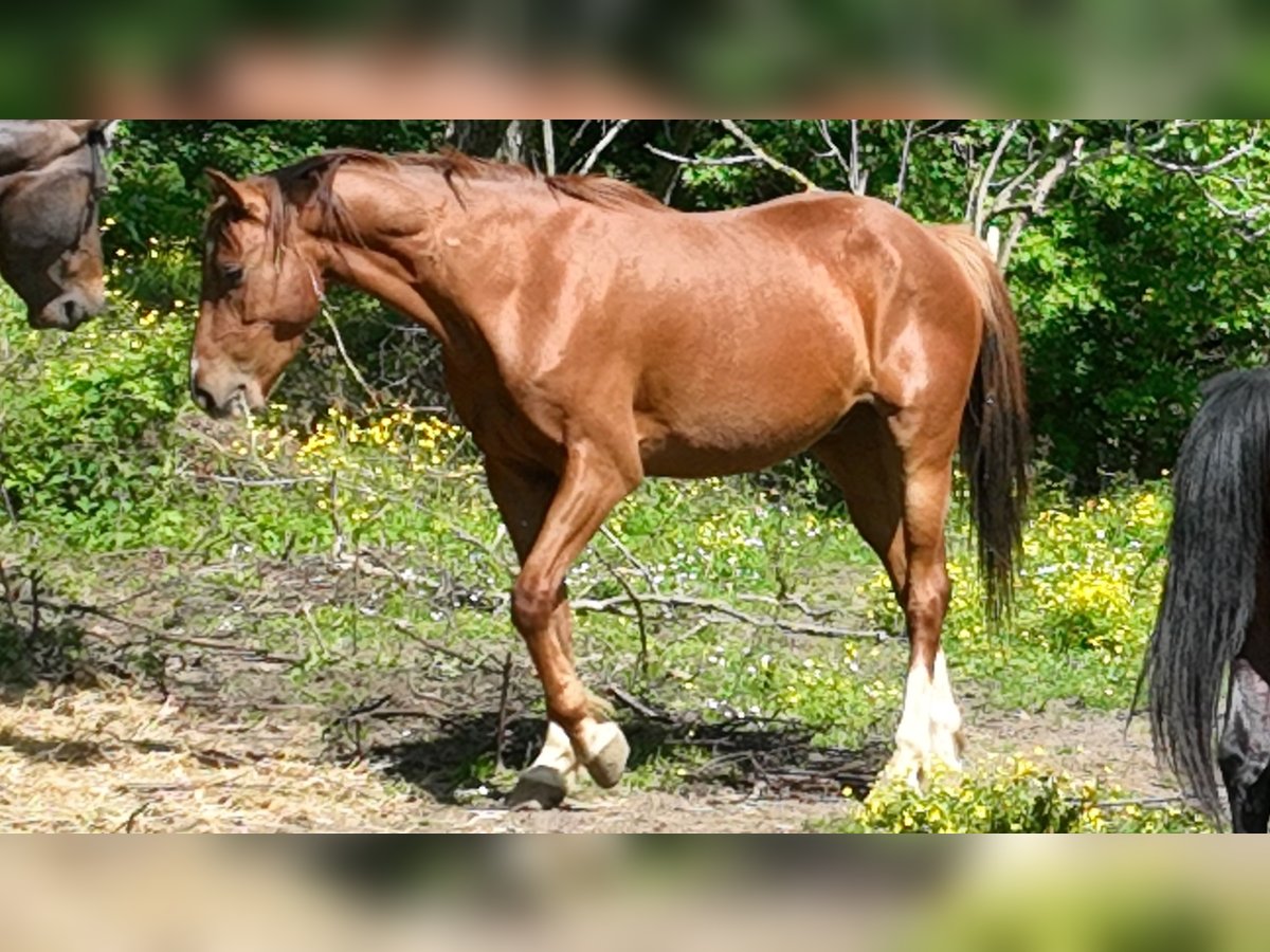 Holsteiner Mix Wallach 5 Jahre 163 cm Rotbrauner in Couiza