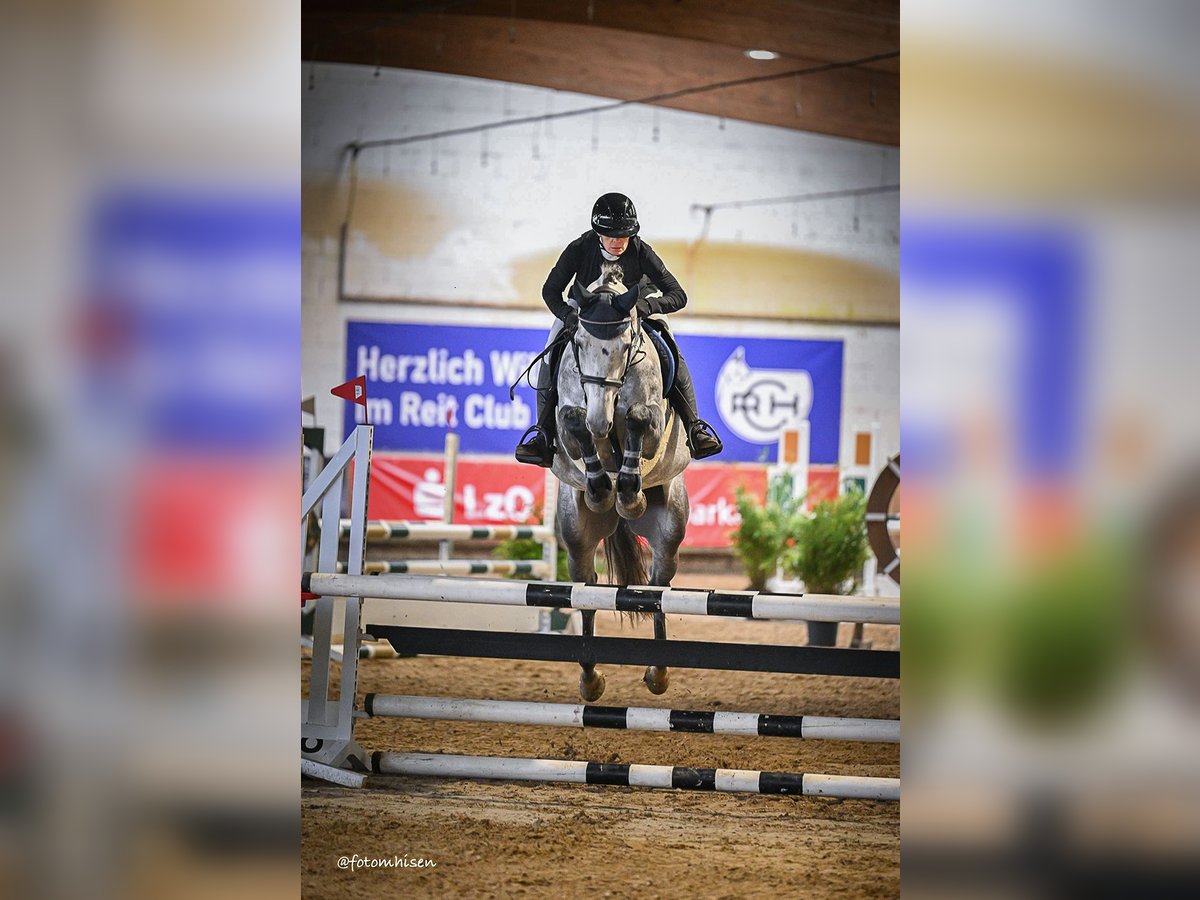 Holsteiner Wallach 5 Jahre 164 cm Schimmel in WardenburgWardenburg