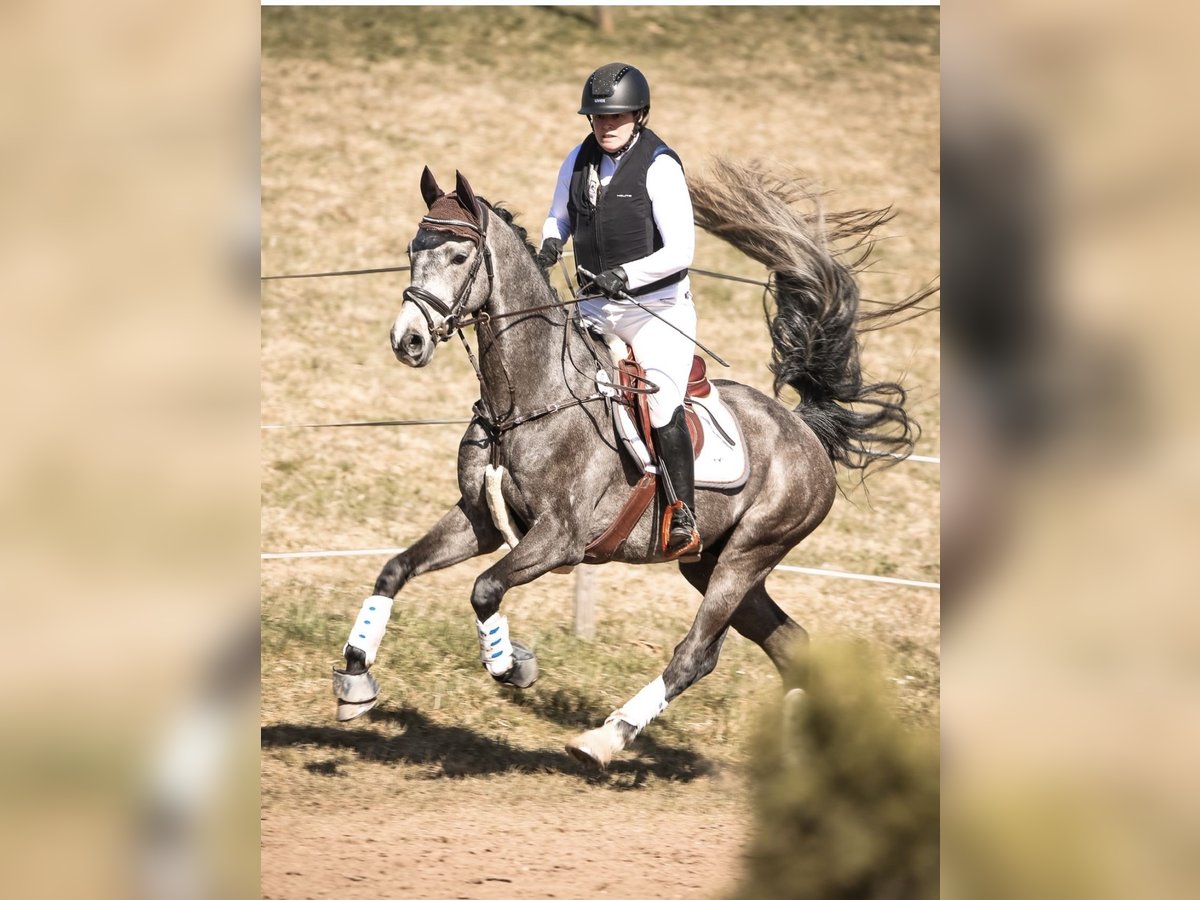 Holsteiner Wallach 5 Jahre 164 cm Schimmel in N&#xFC;rnberg