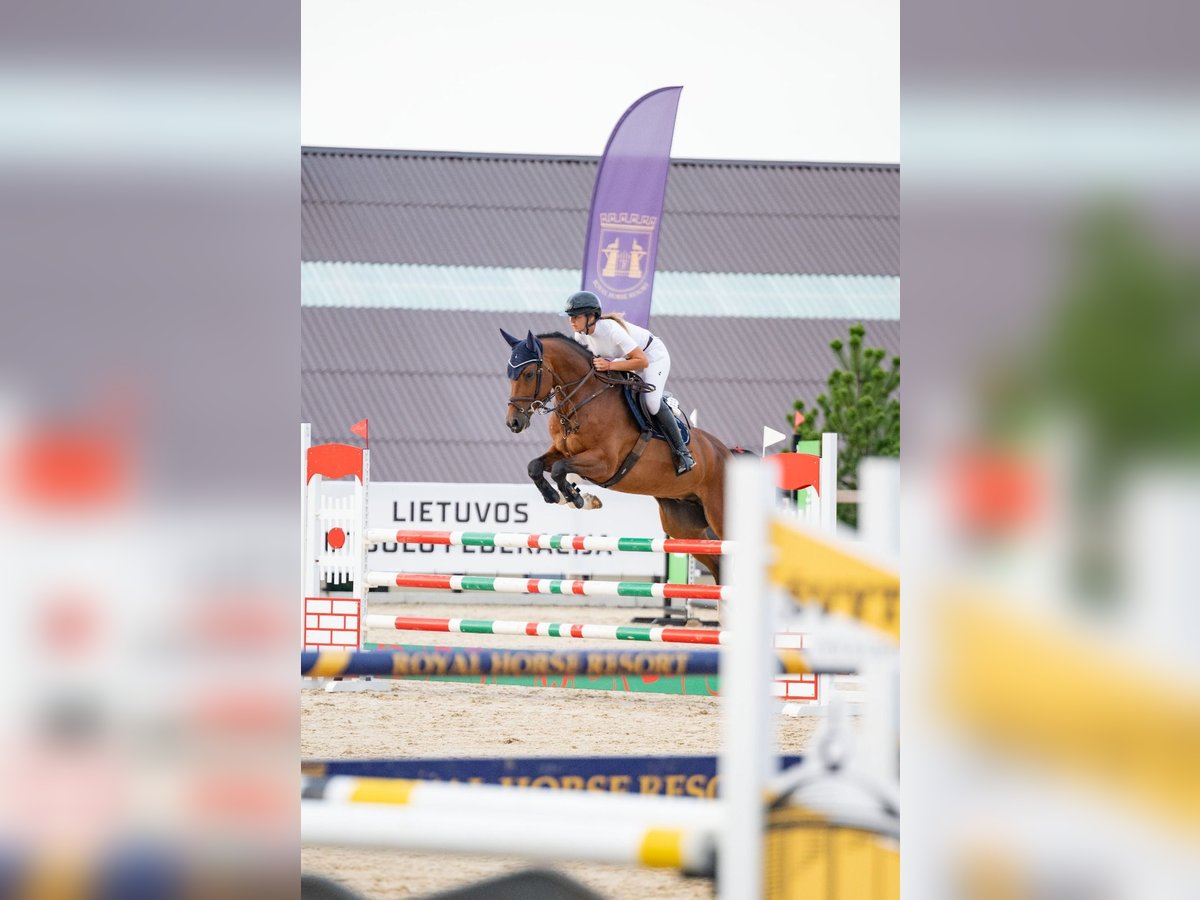 Holsteiner Wallach 5 Jahre 165 cm in Balkasodis, Alytus region