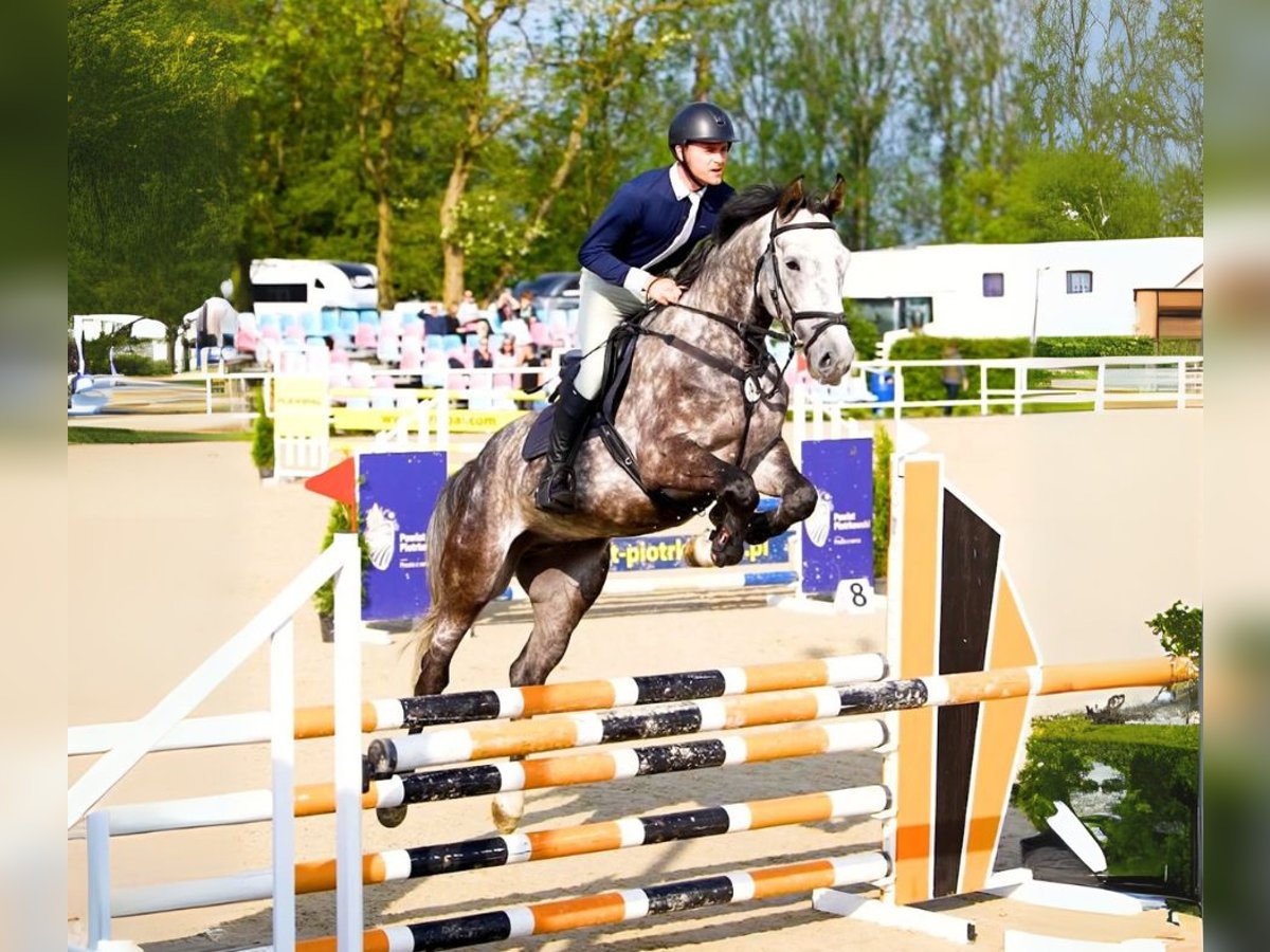 Holsteiner Wallach 5 Jahre 166 cm Apfelschimmel in W&#x105;wa&#x142;