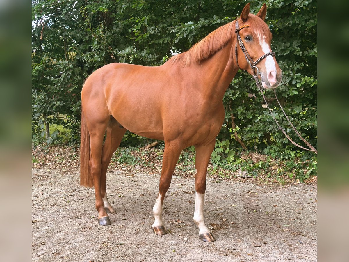 Holsteiner Wallach 5 Jahre 166 cm Fuchs in Frelsdorf