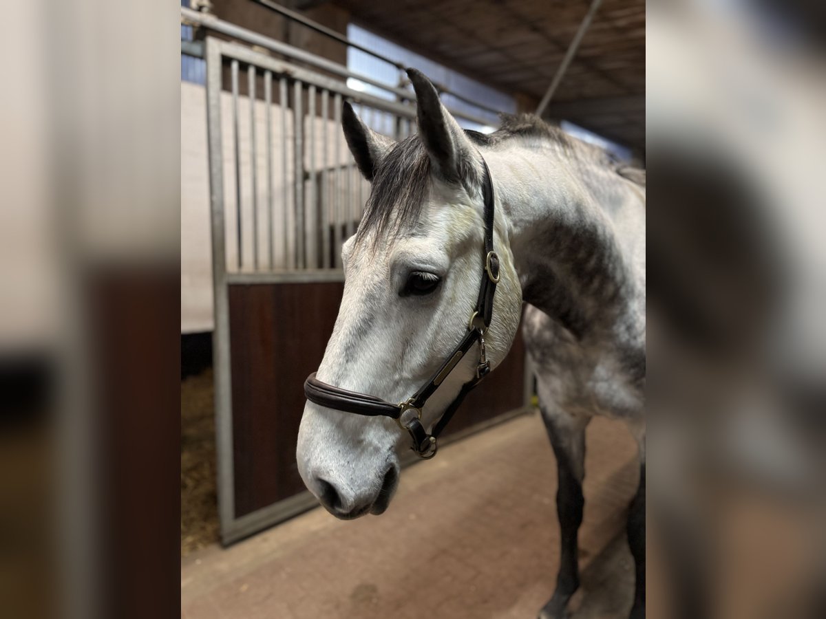 Holsteiner Wallach 5 Jahre 166 cm Schimmel in Schulendorf