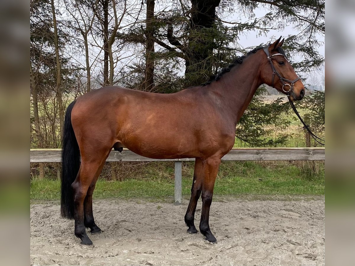 Holsteiner Wallach 5 Jahre 167 cm Brauner in Süderlügum