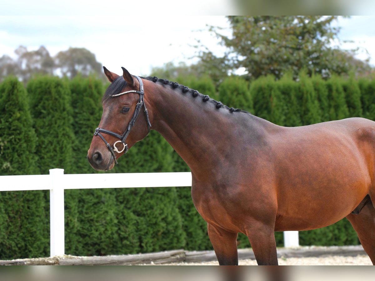 Holsteiner Wallach 5 Jahre 167 cm Dunkelbrauner in Schwäbisch Hall