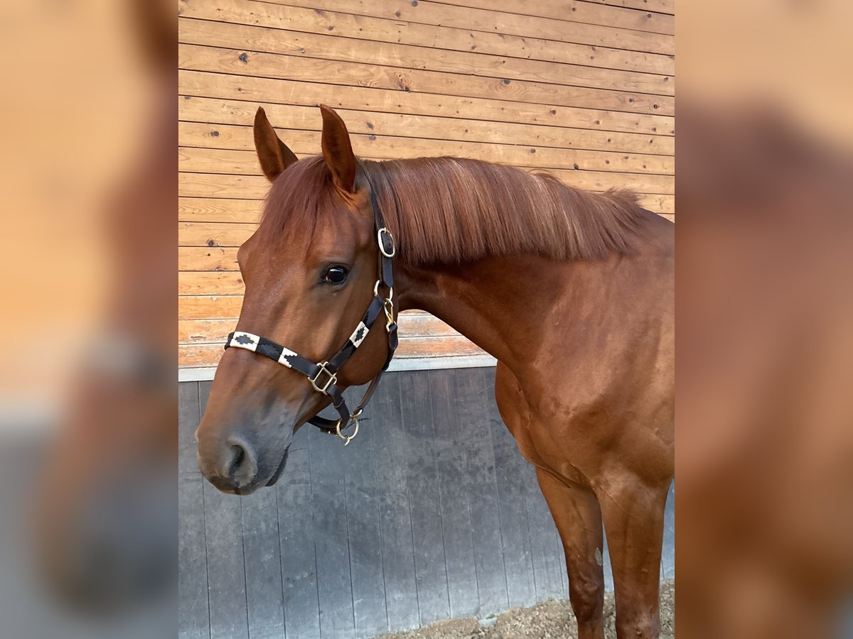Holsteiner Wallach 5 Jahre 167 cm Fuchs in De Mortel