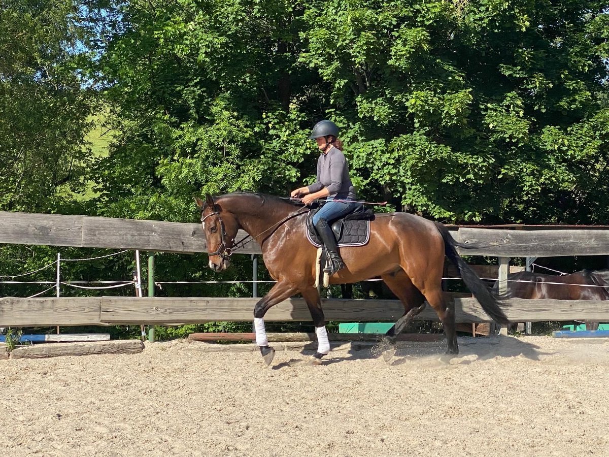Holsteiner Wallach 5 Jahre 168 cm Brauner in Reinsberg