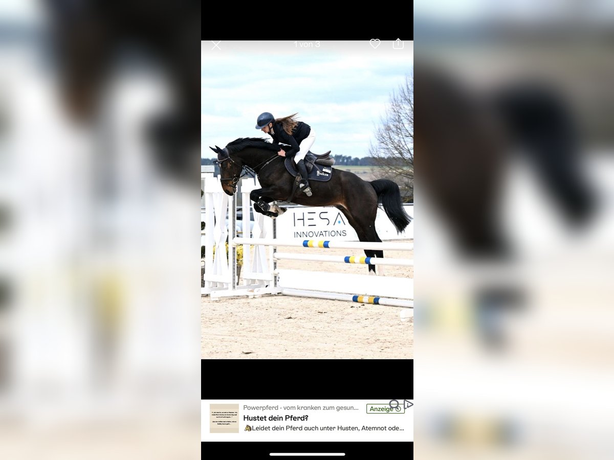 Holsteiner Wallach 5 Jahre 168 cm Dunkelbrauner in Coburg