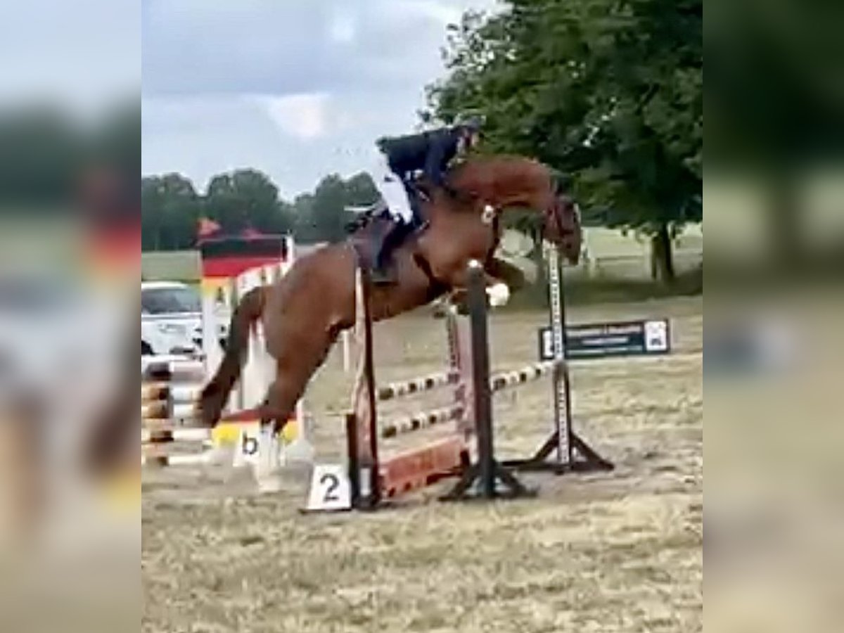 Holsteiner Wallach 5 Jahre 168 cm Fuchs in L&#xF6;wenberger Land
