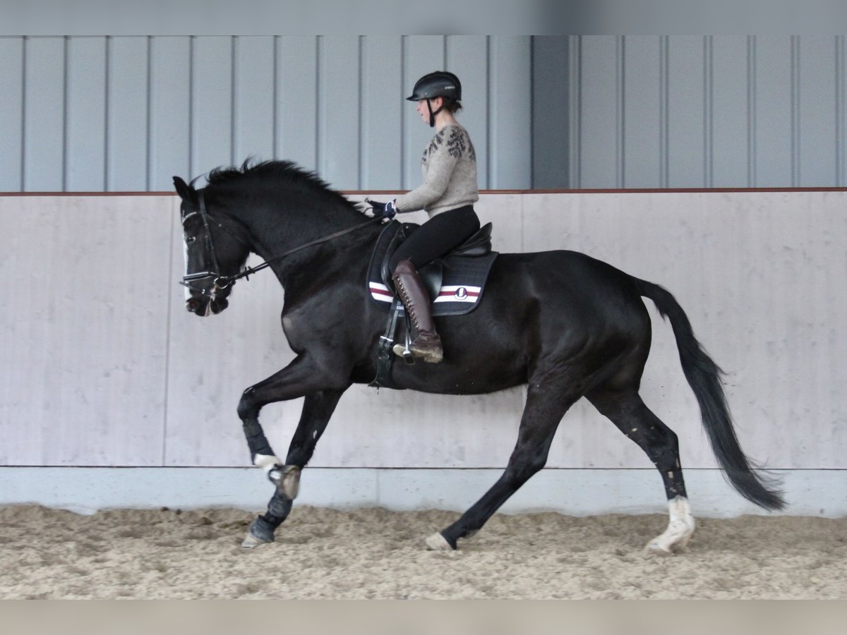 Holsteiner Wallach 5 Jahre 168 cm Rappe in Molfsee