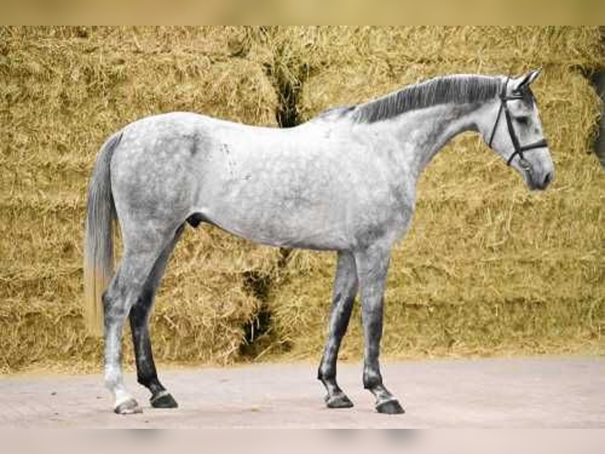 Holsteiner Wallach 5 Jahre 168 cm Schimmel in Bladel