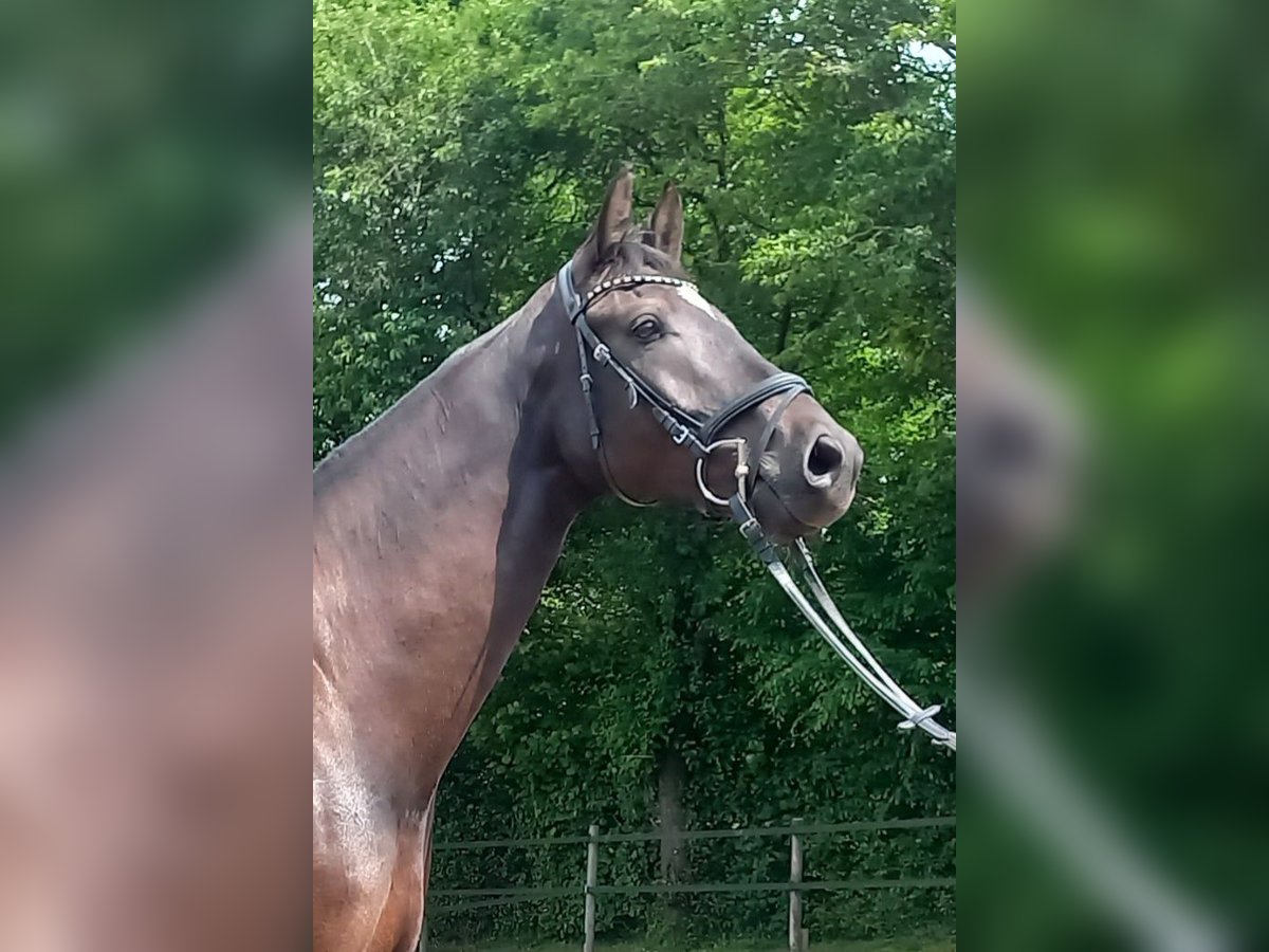 Holsteiner Wallach 5 Jahre 169 cm Rappe in Gaushorn