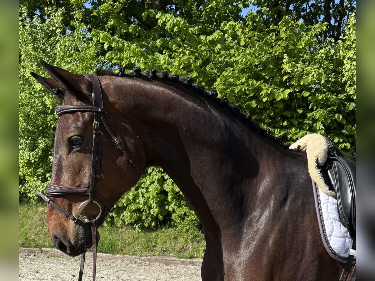 Holsteiner Wallach 5 Jahre 170 cm Brauner in Süderhackstedt