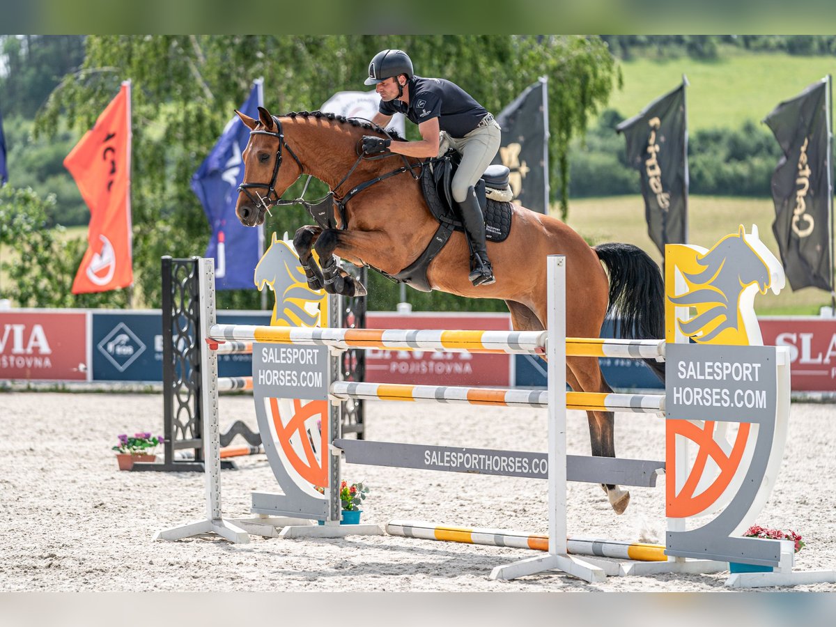 Holsteiner Wallach 5 Jahre 170 cm Rotbrauner in Zduchovice
