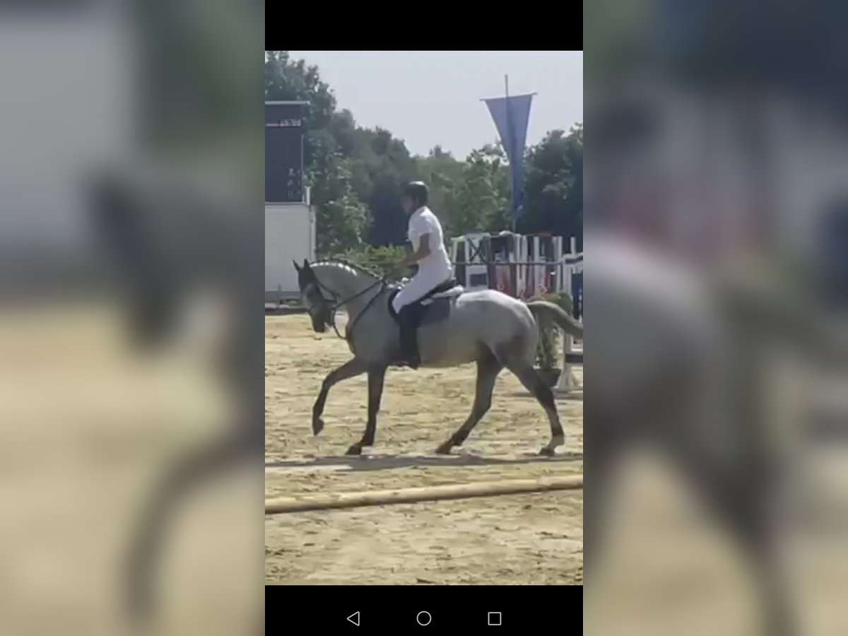 Holsteiner Wallach 5 Jahre 170 cm Schimmel in Nieheim