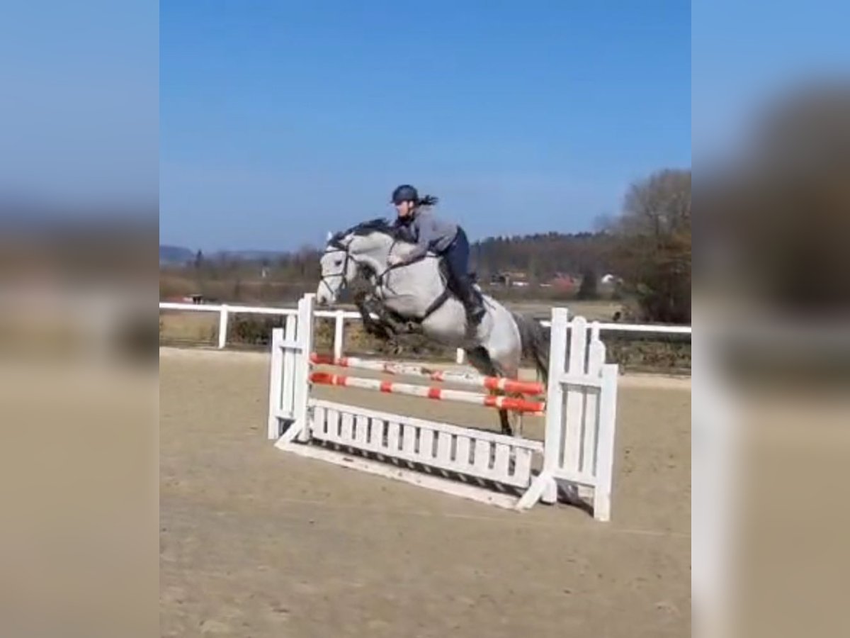 Holsteiner Wallach 5 Jahre 170 cm Schimmel in Nieheim