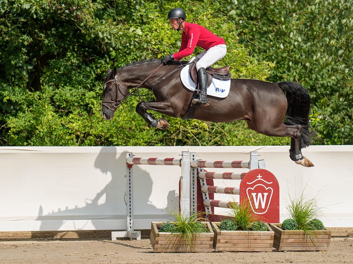 Holsteiner Wallach 5 Jahre 170 cm Schwarzbrauner in Münster