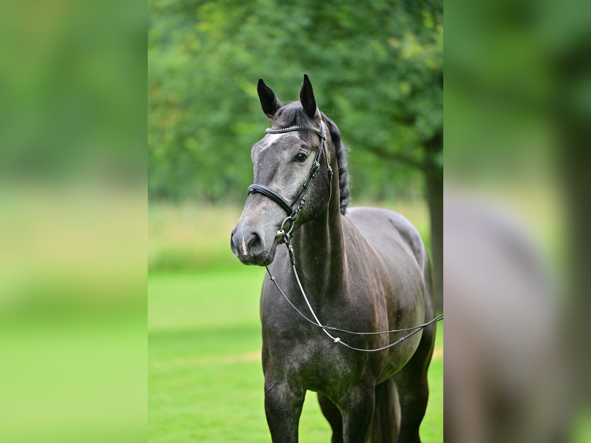 Holsteiner Wallach 5 Jahre 171 cm Schimmel in Zossen