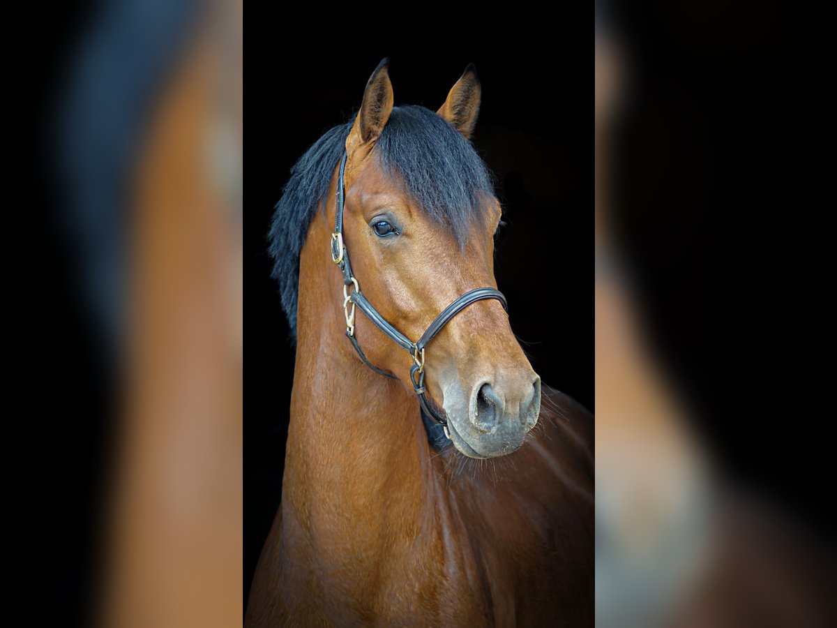 Holsteiner Wallach 5 Jahre 172 cm Brauner in Bramsche