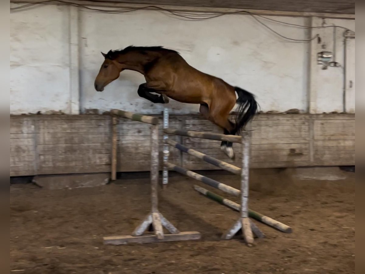 Holsteiner Wallach 5 Jahre 172 cm Brauner in Heinkenborstel