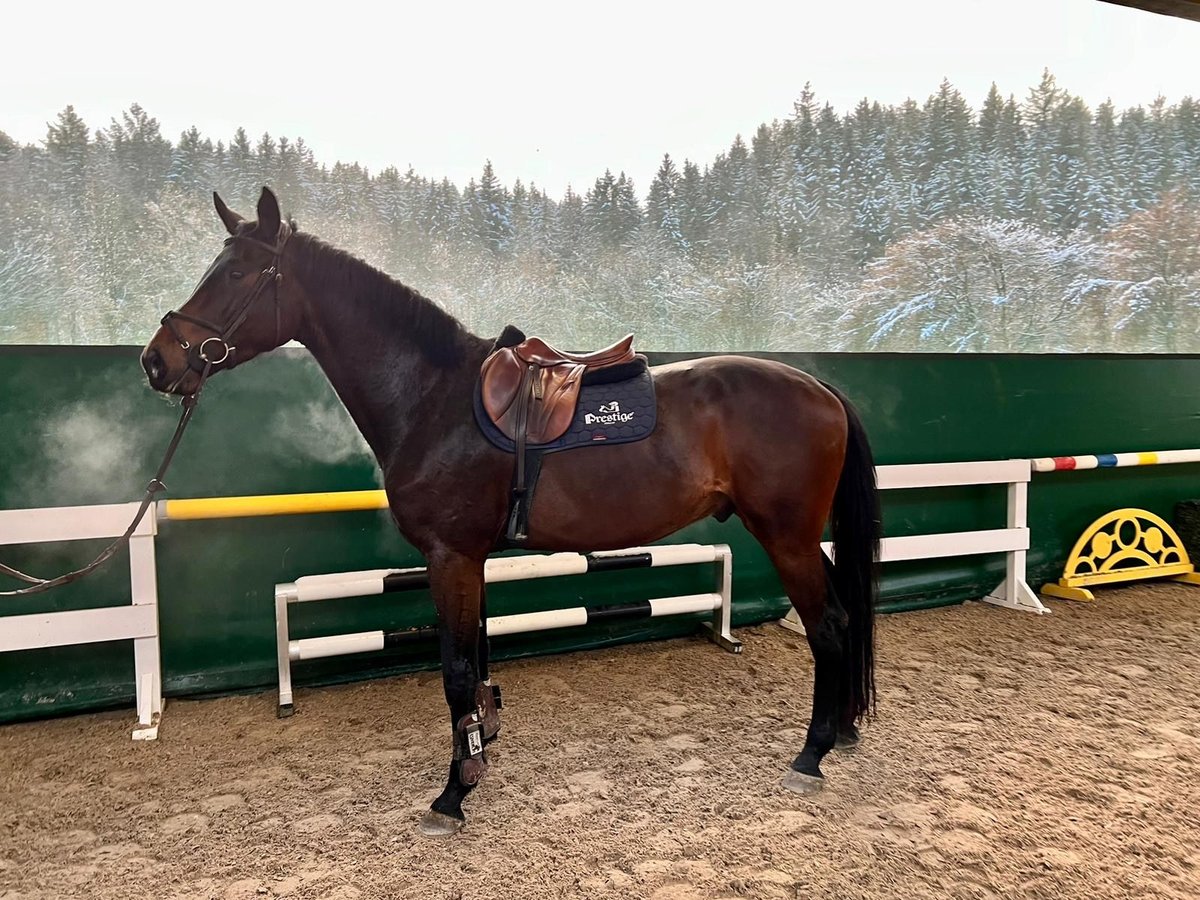 Holsteiner Wallach 5 Jahre 172 cm Brauner in Schw&#xE4;bisch Gm&#xFC;nd