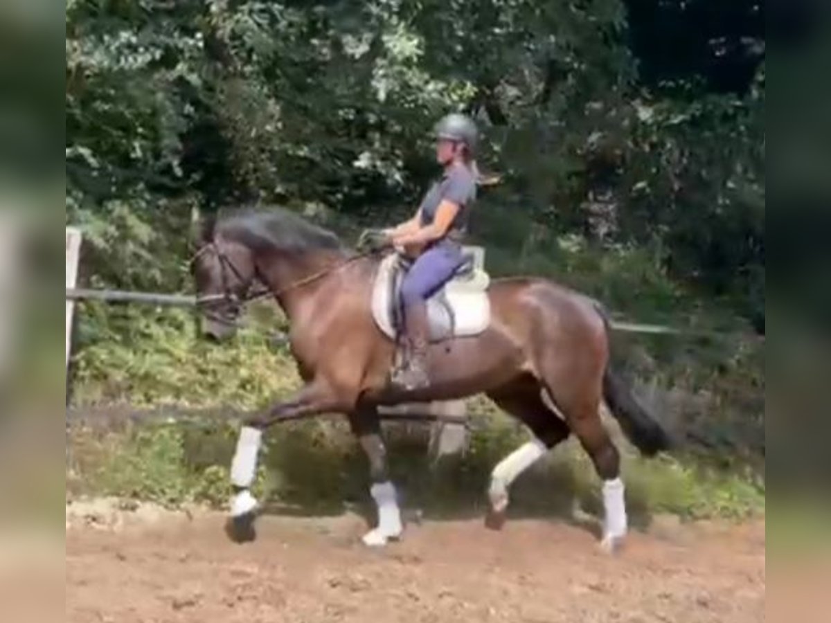 Holsteiner Wallach 5 Jahre 172 cm in Fintel