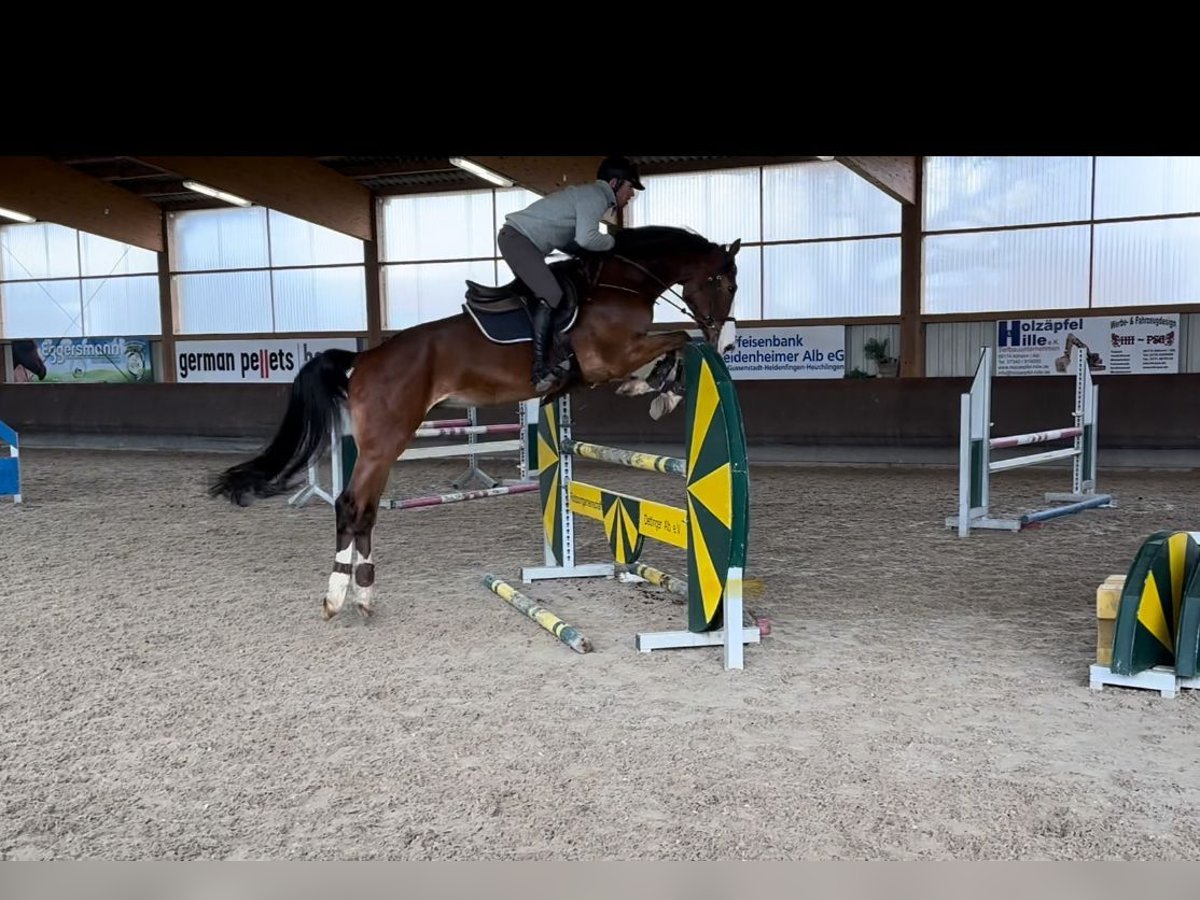 Holsteiner Wallach 5 Jahre 174 cm Brauner in Gerstetten