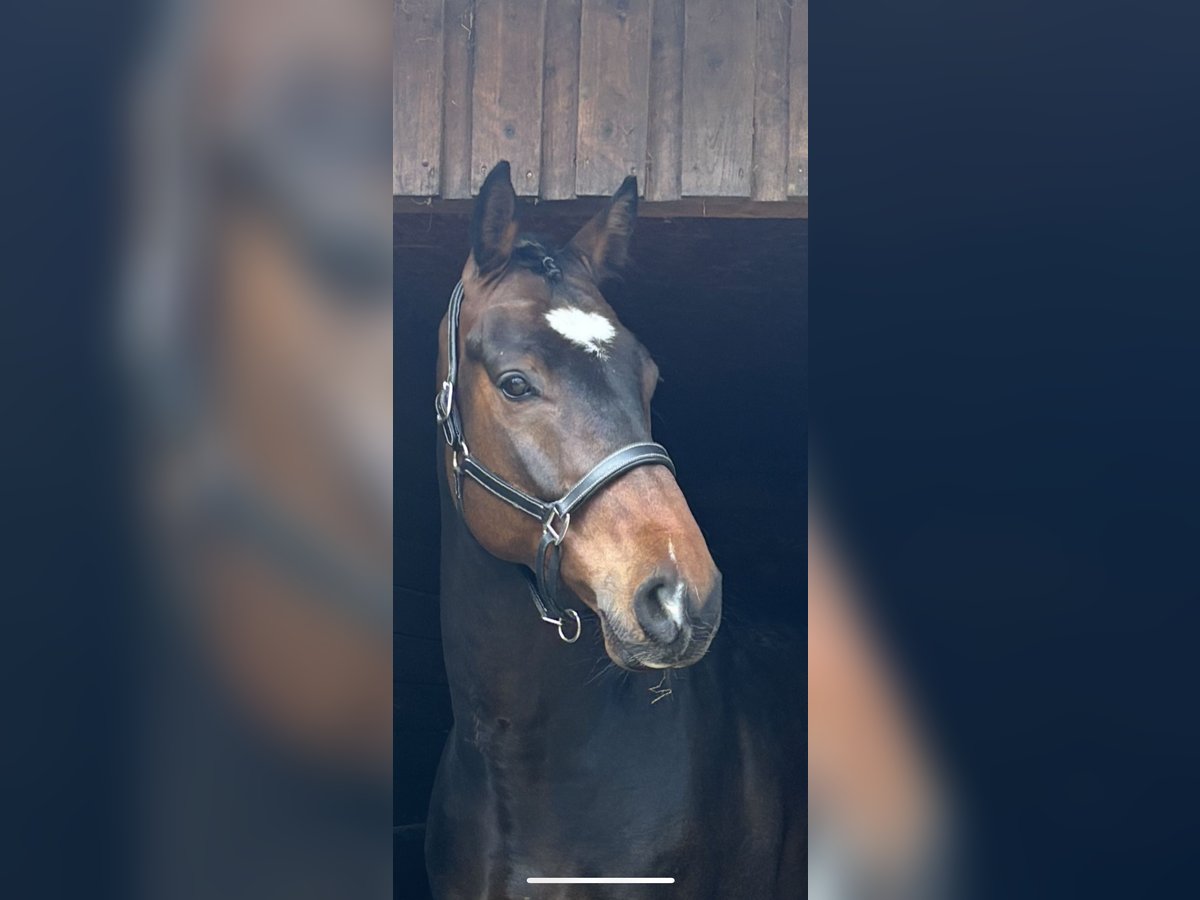 Holsteiner Wallach 5 Jahre 174 cm Dunkelbrauner in Hamburg