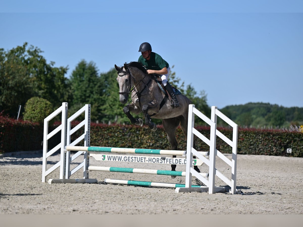 Holsteiner Wallach 5 Jahre 174 cm Schimmel in Saalow