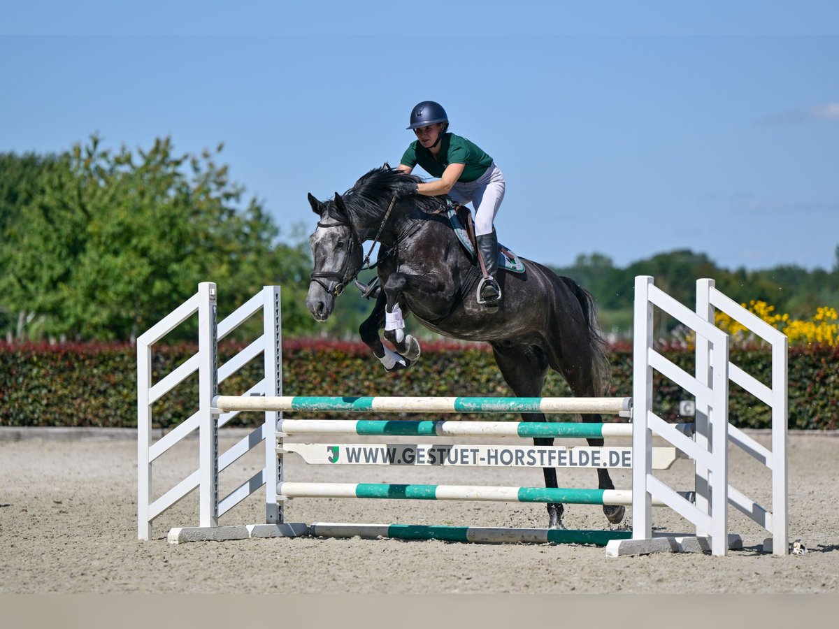 Holsteiner Wallach 5 Jahre 174 cm in Zossen OT Horstfelde