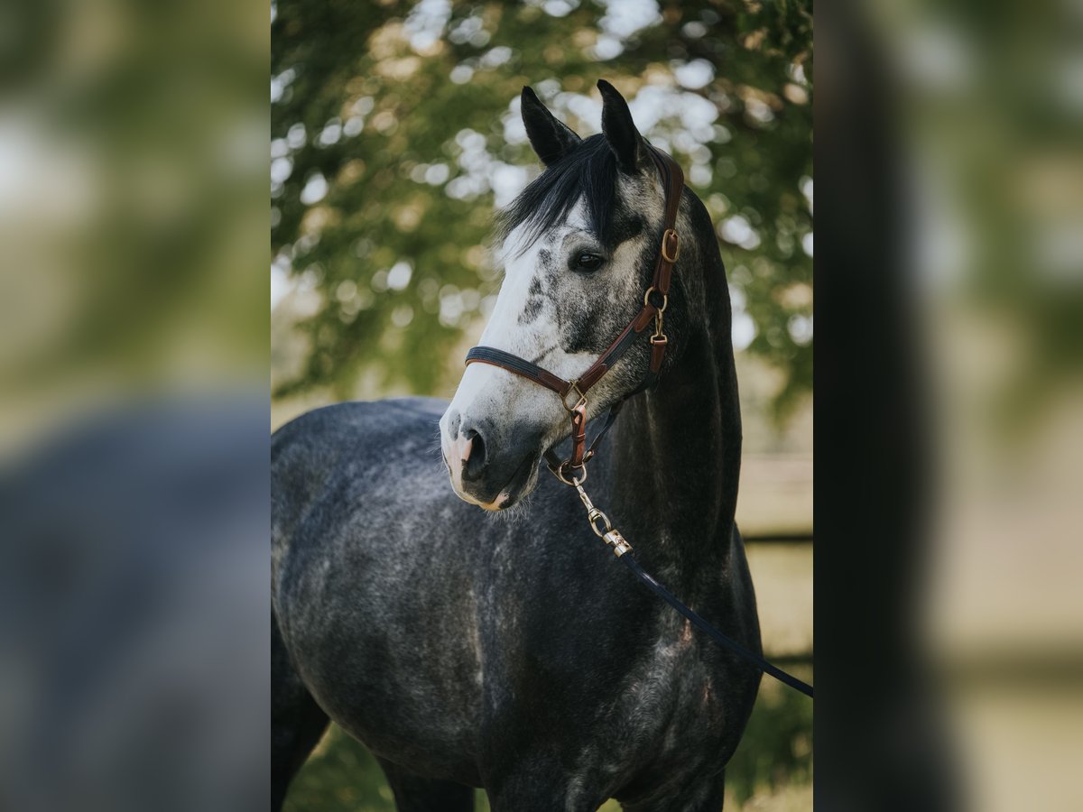Holsteiner Wallach 5 Jahre 175 cm Blauschimmel in Bergisch Gladbach