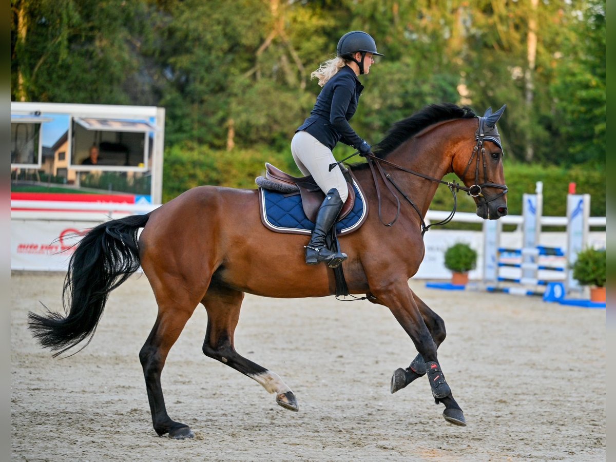 Holsteiner Wallach 5 Jahre 175 cm Brauner in Uster