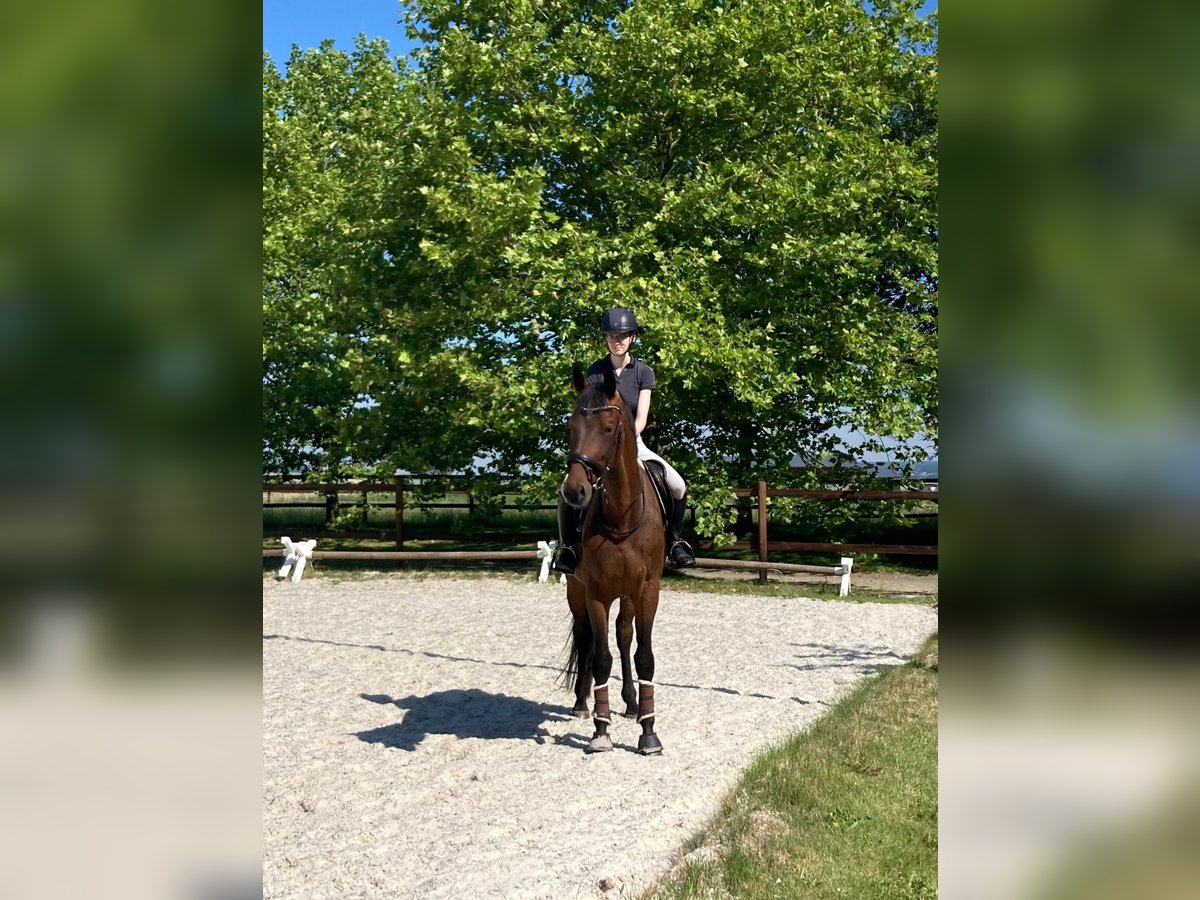 Holsteiner Wallach 5 Jahre 176 cm Brauner in LüchowLüchow