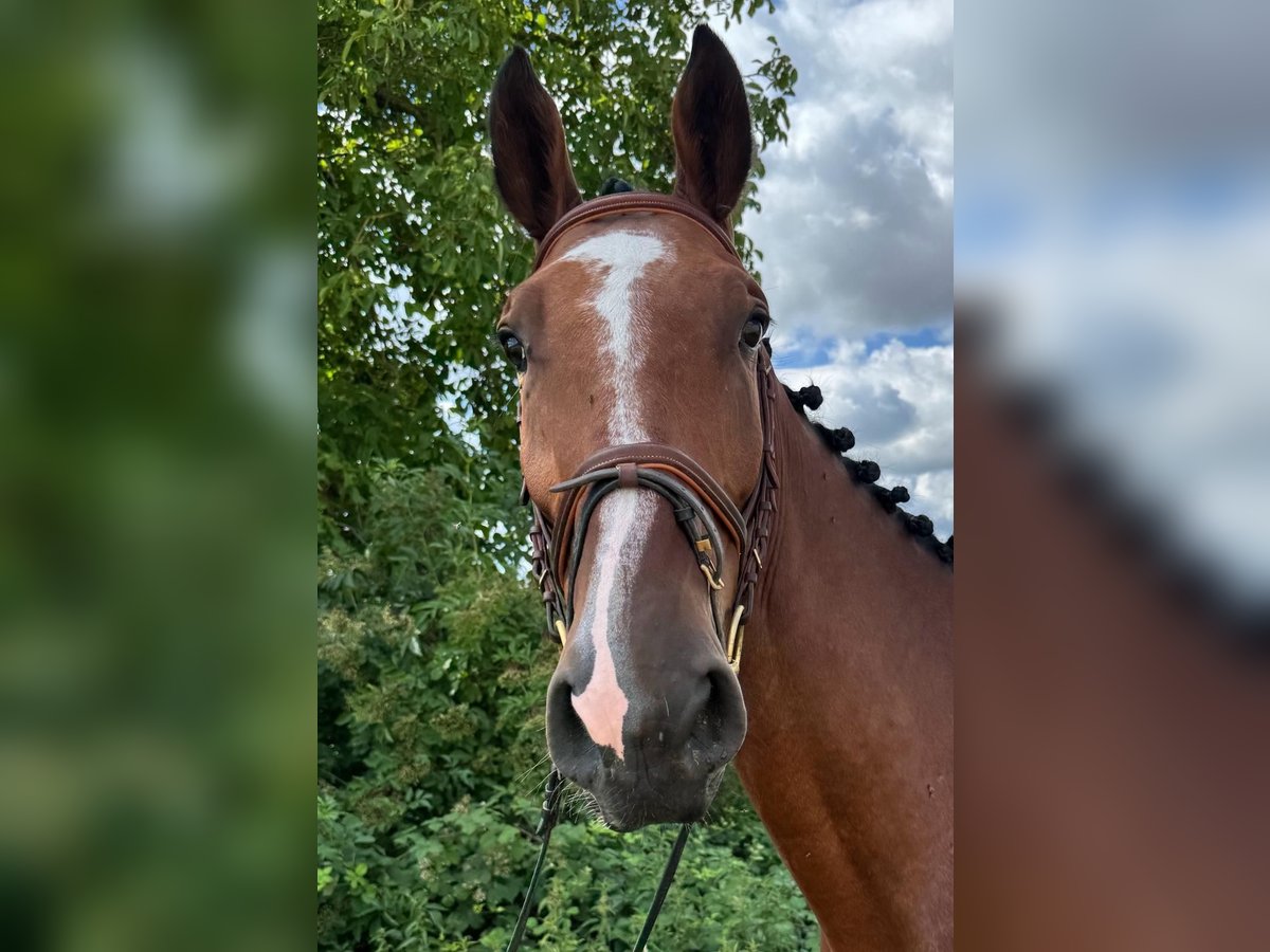 Holsteiner Wallach 5 Jahre 176 cm Brauner in Walzbachtal