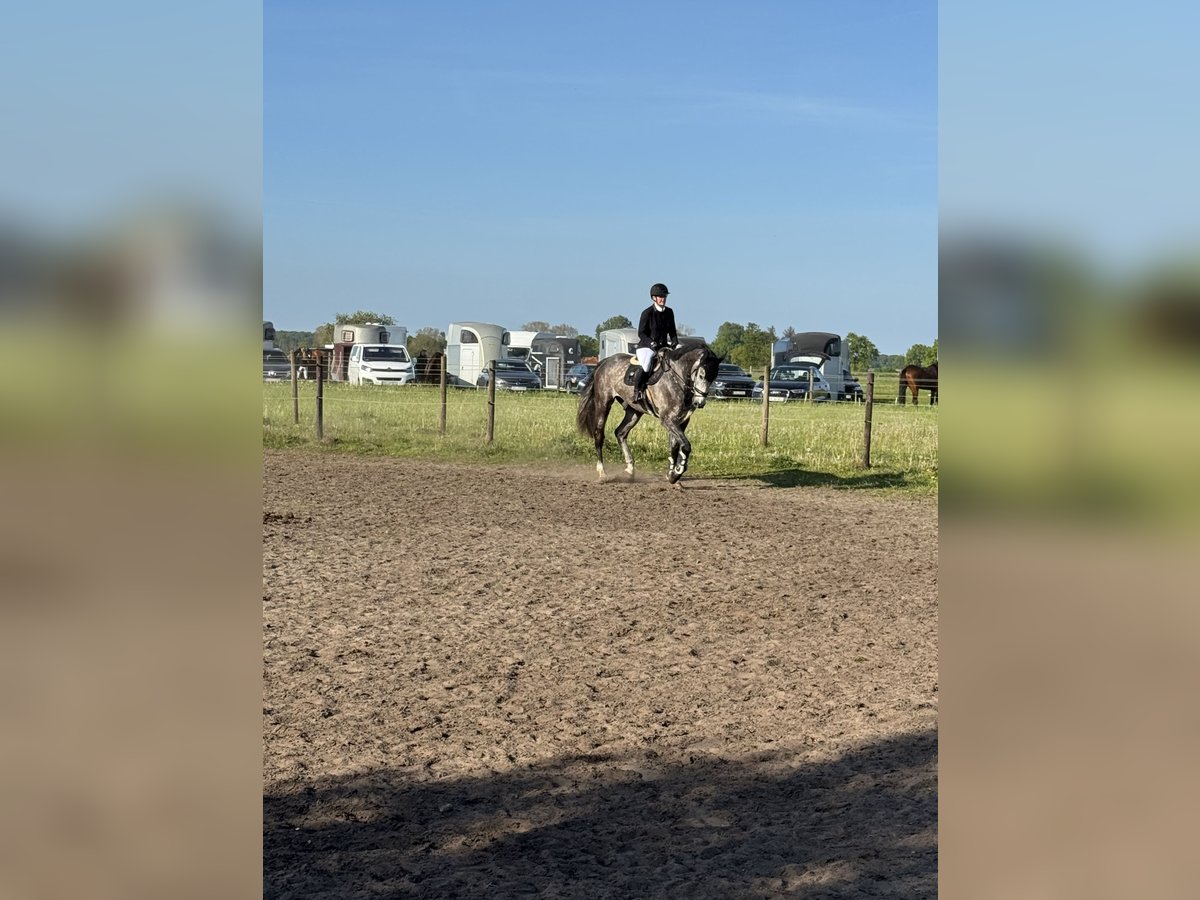 Holsteiner Wallach 5 Jahre 180 cm Apfelschimmel in Lottorf