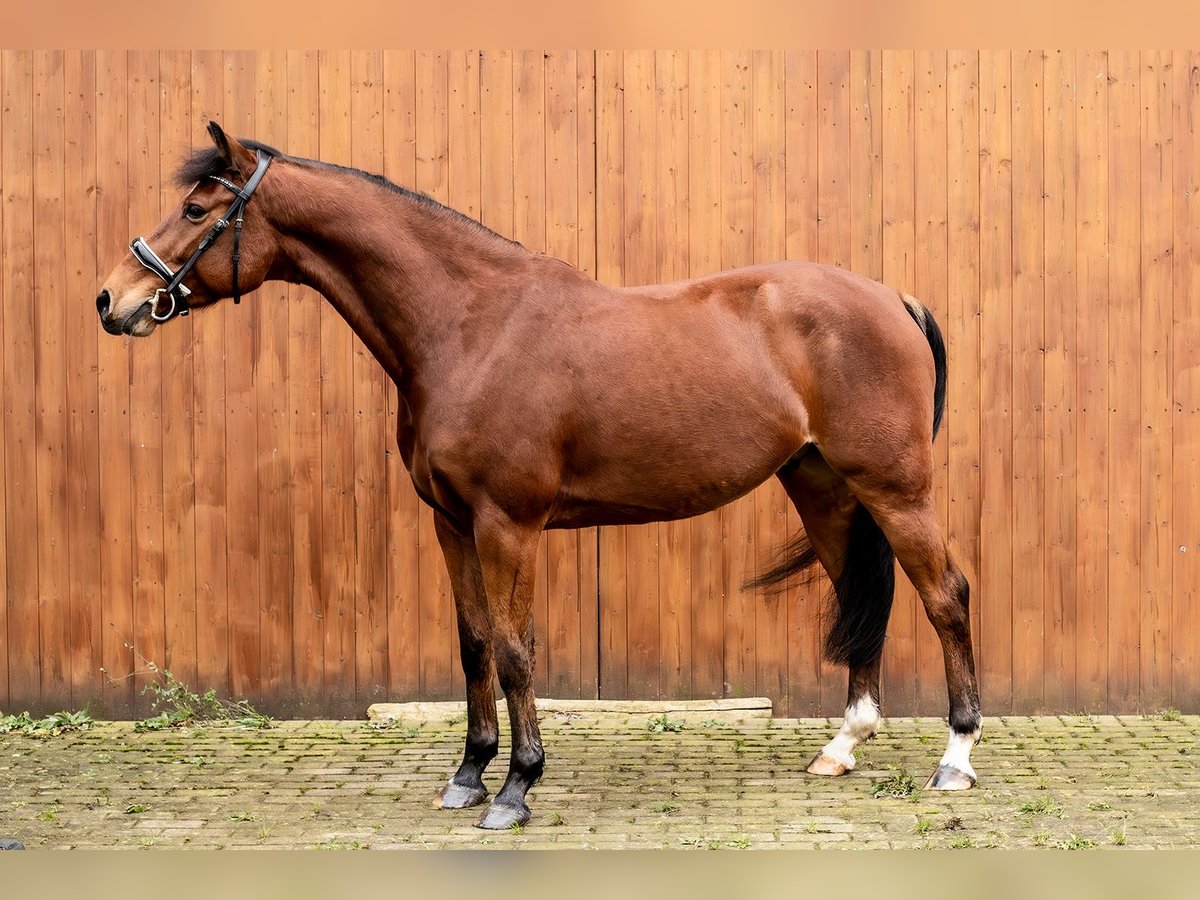 Holsteiner Wallach 6 Jahre 157 cm Brauner in Ballenstedt