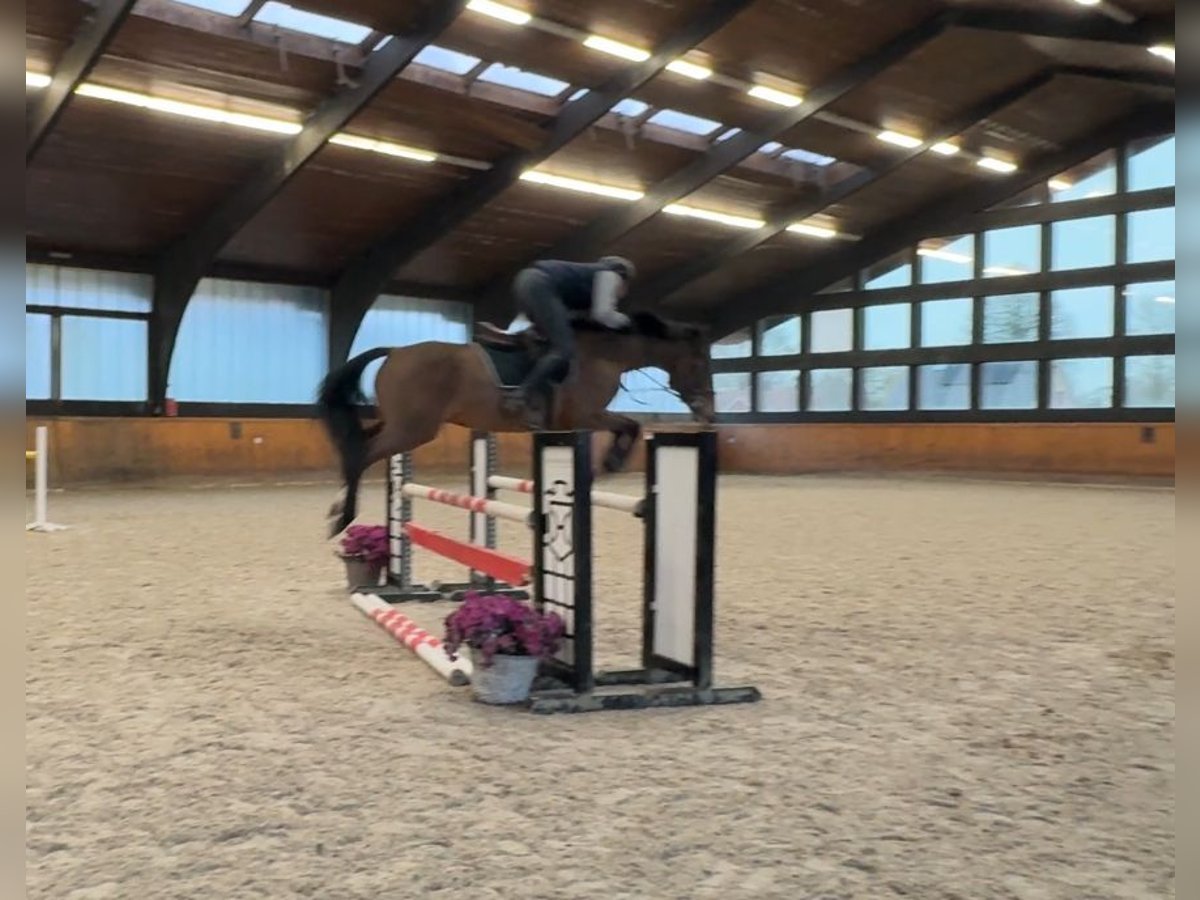 Holsteiner Wallach 6 Jahre 163 cm Brauner in Grönwohld