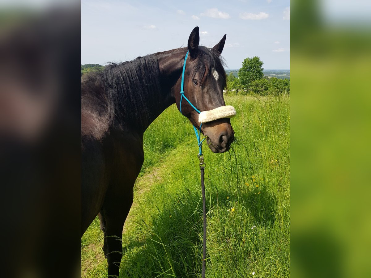 Holsteiner Mix Wallach 6 Jahre 165 cm Dunkelbrauner in Krunkel