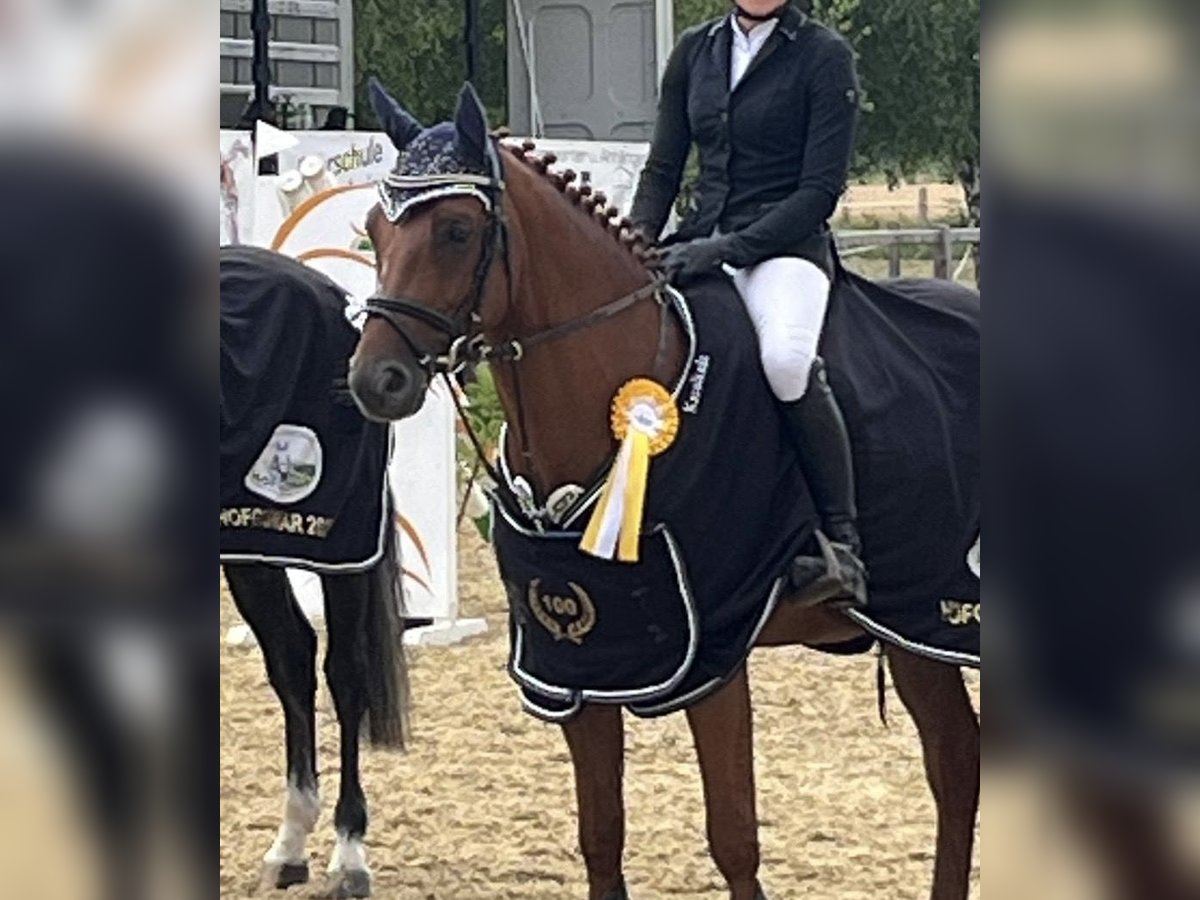 Holsteiner Wallach 6 Jahre 165 cm Fuchs in Borchen