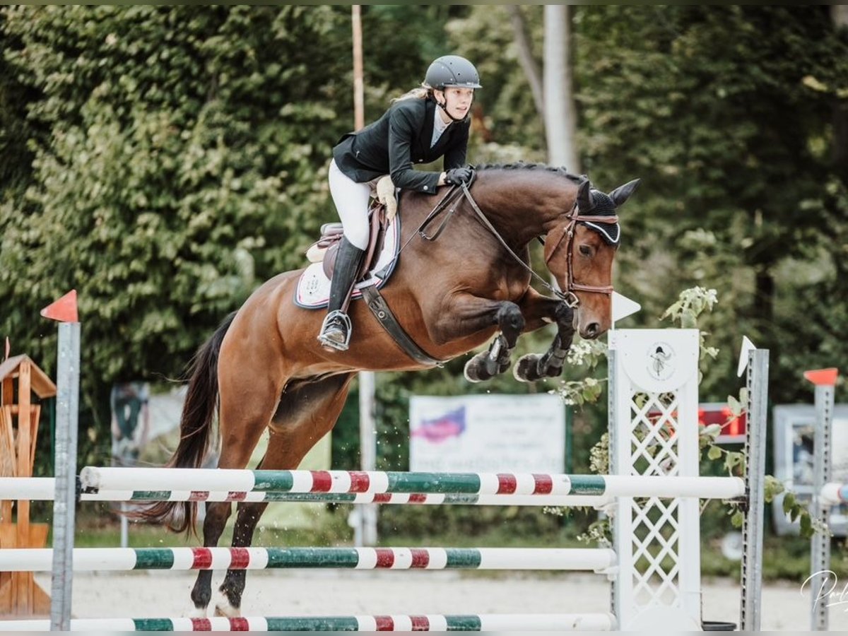 Holsteiner Wallach 6 Jahre 167 cm in Bad Bergzabern